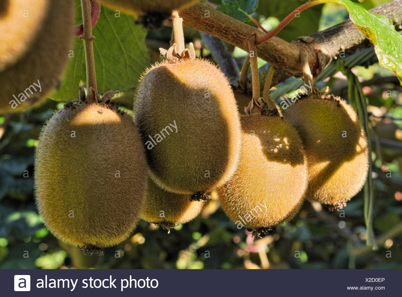 New Zealand Kiwi Stock Photos & New Zealand Kiwi Stock Images Alamy