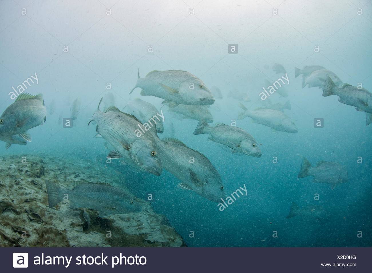 Underwater View Of Large Cubera Snapper Schools Gathering
