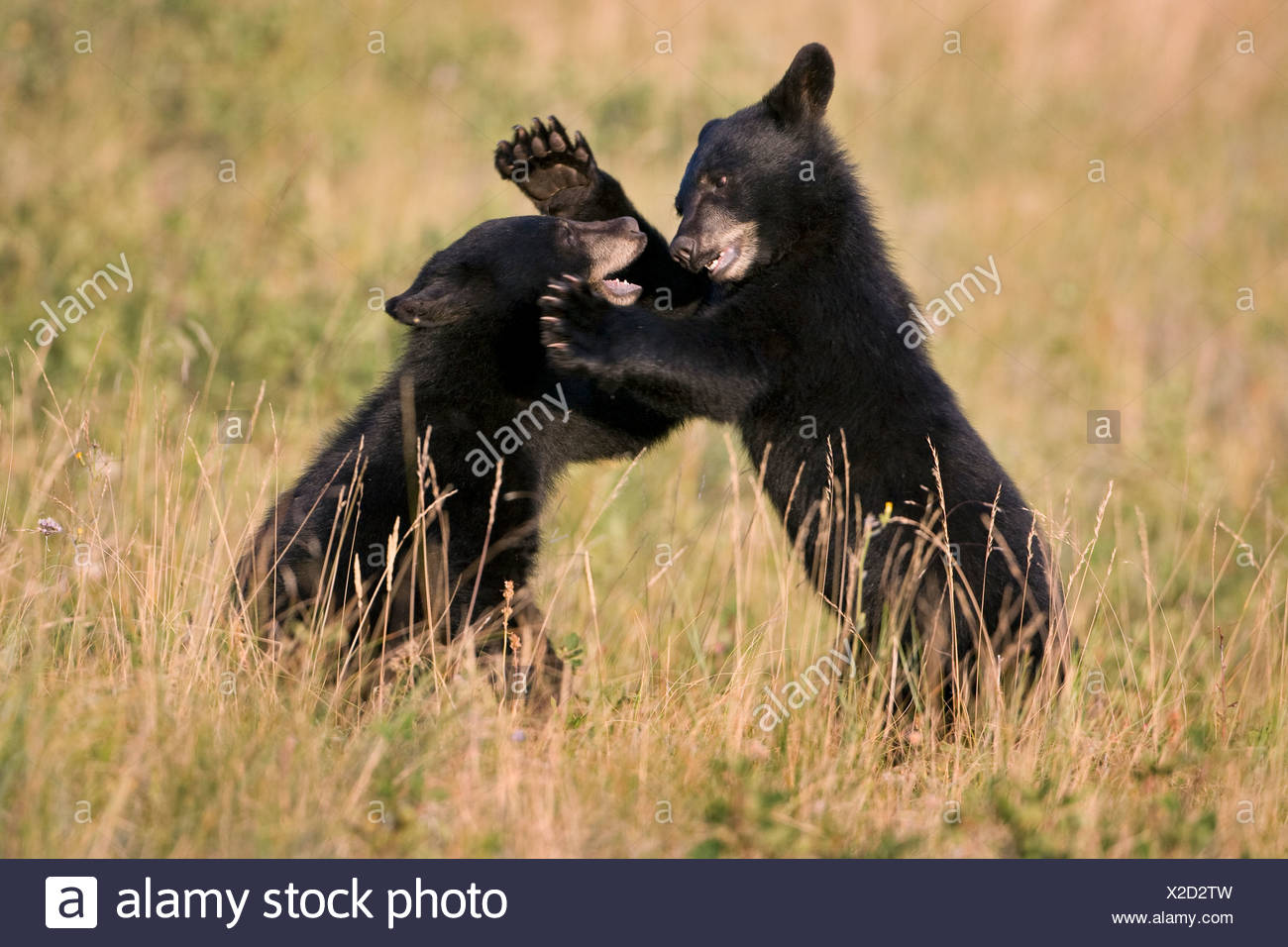 Black Bear Cubs Ursus Americanus Play Wrestling Waterton Lakes National Park Alberta Canada Stock Photo Alamy