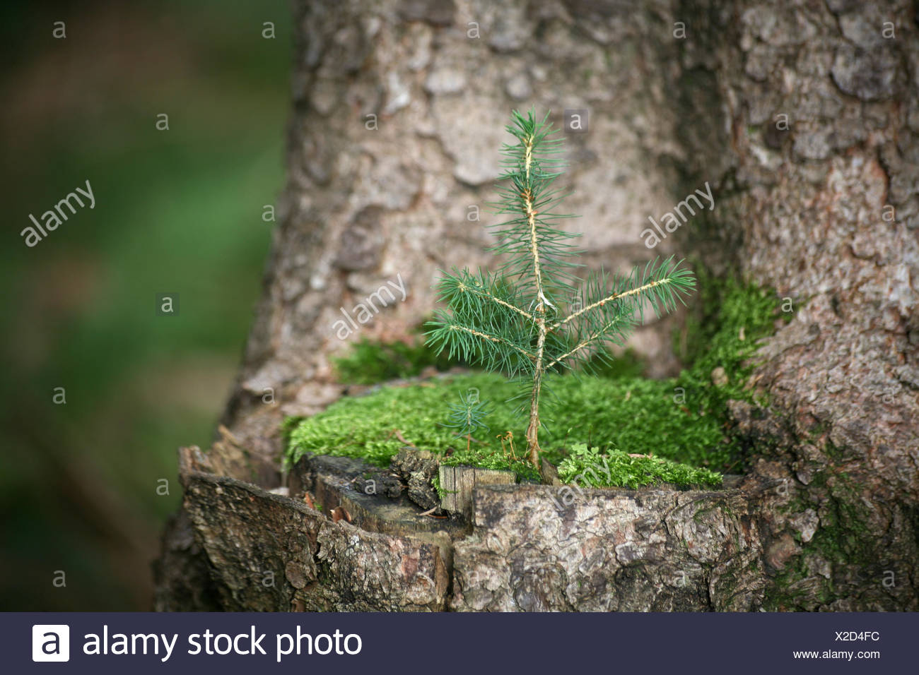 Young Spruce Sprout High Resolution Stock Photography and Images - Alamy