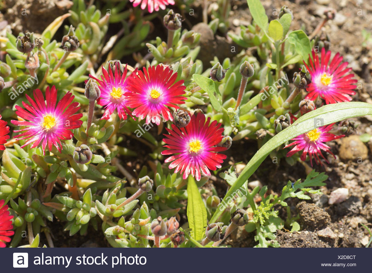 Mesembryanthemum High Resolution Stock Photography and Images Alamy
