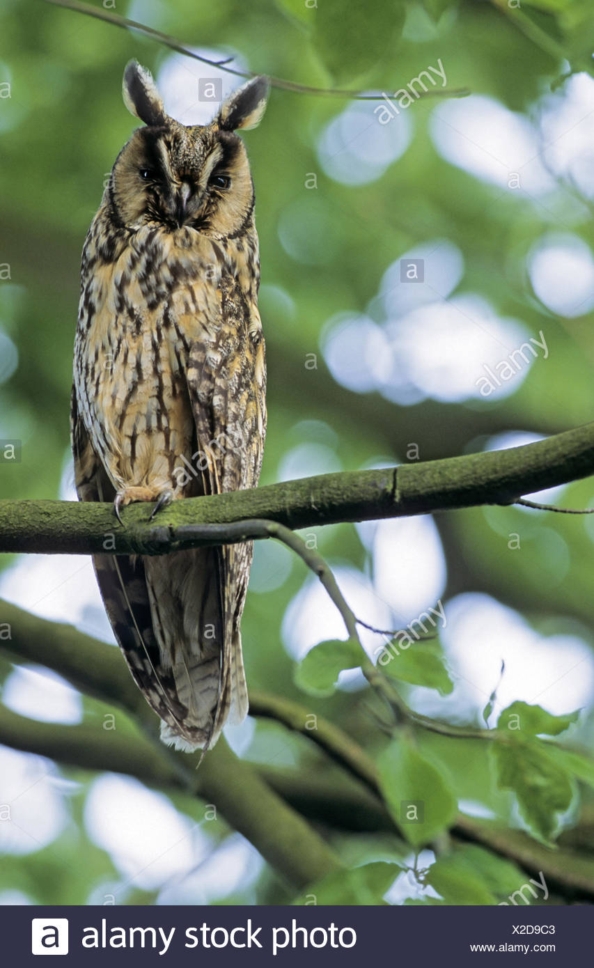 Long-eared Owl adult bird observing the photograph Stock Photo