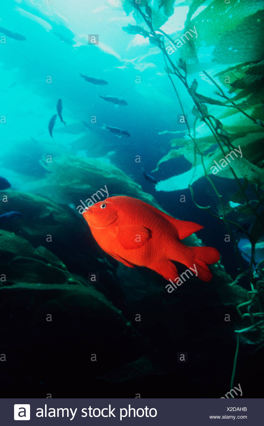 Garibaldi (Hypsypops rubicanda) amongst Giant Kelp (Macrocystis sp) California, USA Stock Photo