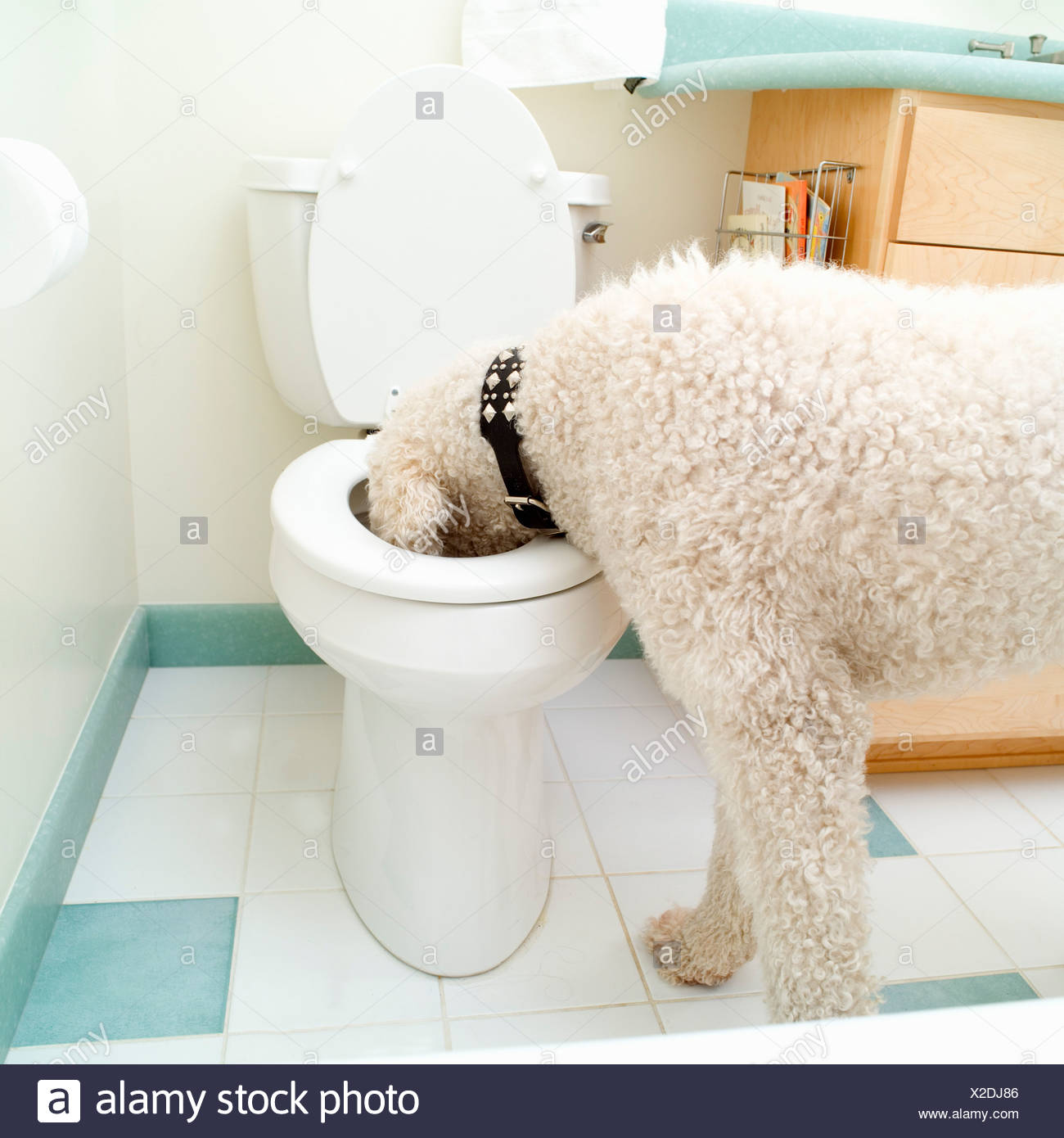 dog drinking from toilet