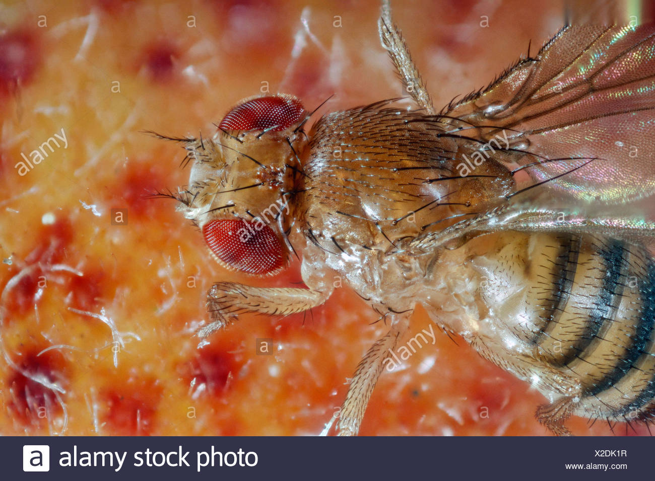 vinegar fly, fruit fly (Drosophila melanogaster), on peach, Germany, Mecklenburg-Western Pomerania Stock Photo