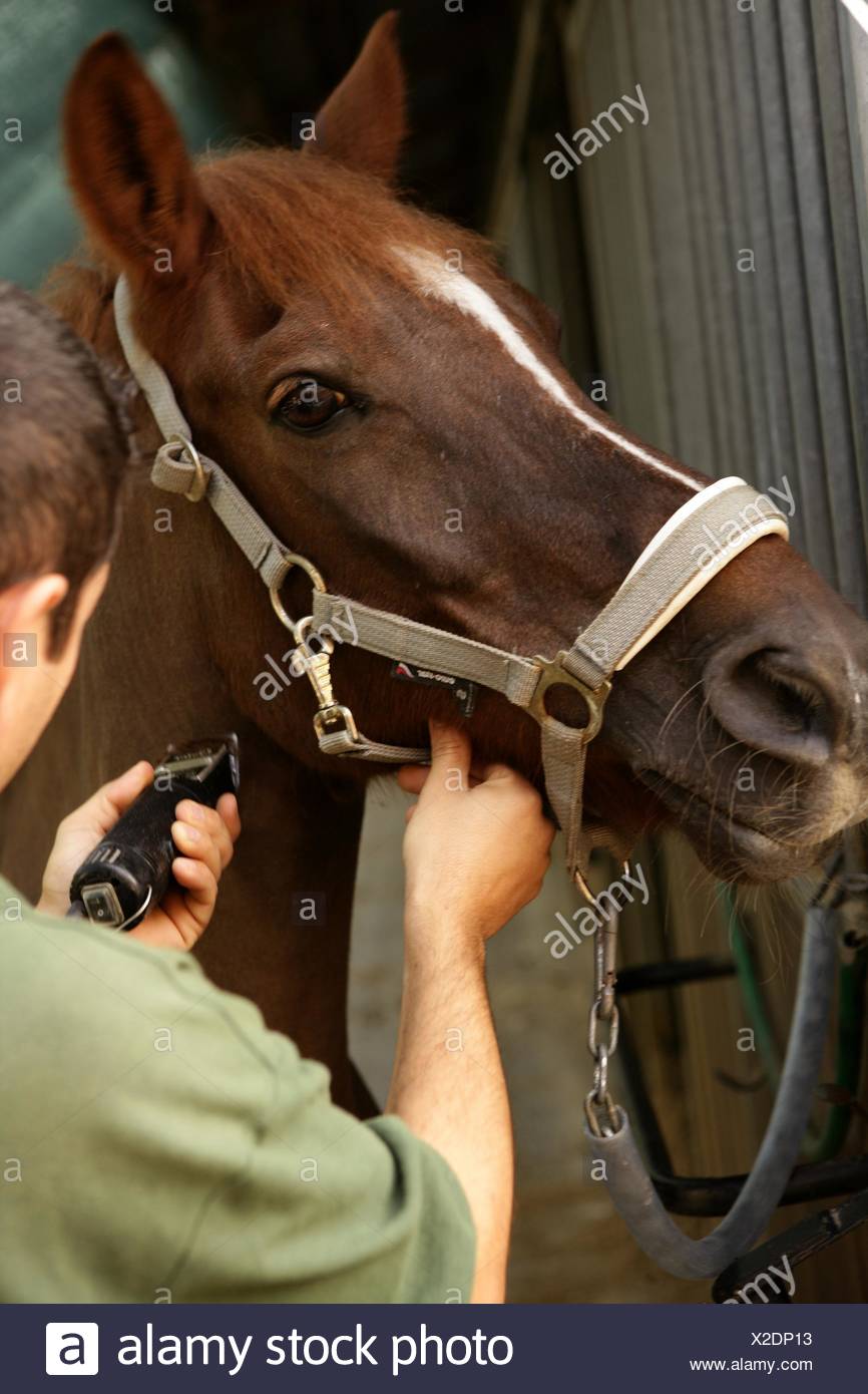 horse-portrait-man-shaving-brown-horse-n