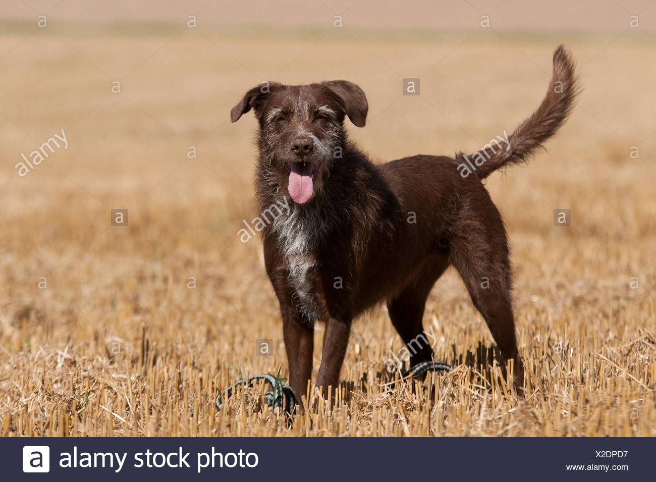 A Labrador Cross Retriever Stock Photos A Labrador Cross