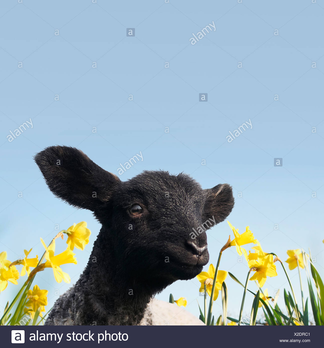 Lamb walking in field of flowers Stock Photo