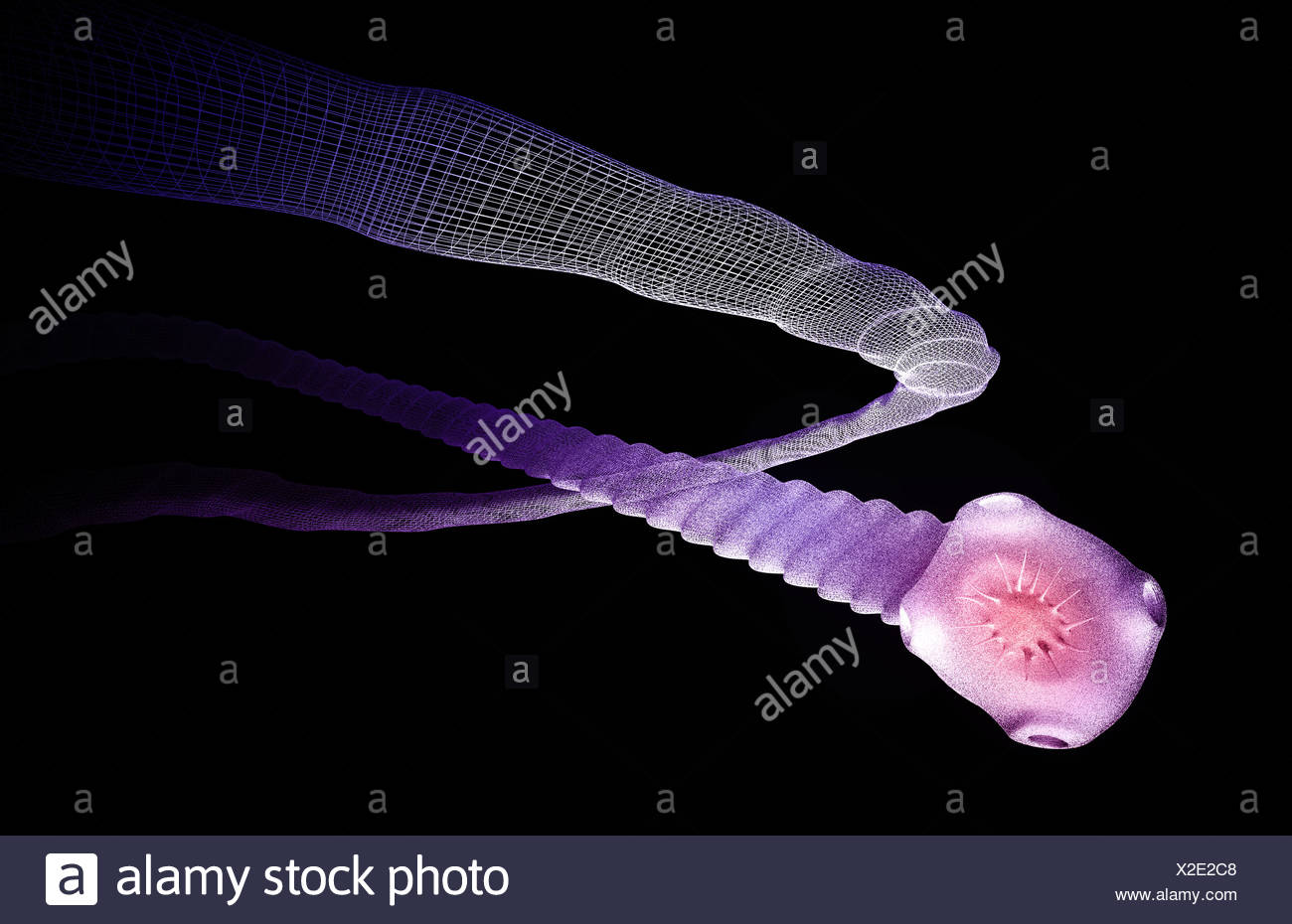 Tapeworm High Resolution Stock Photography and Images - Alamy