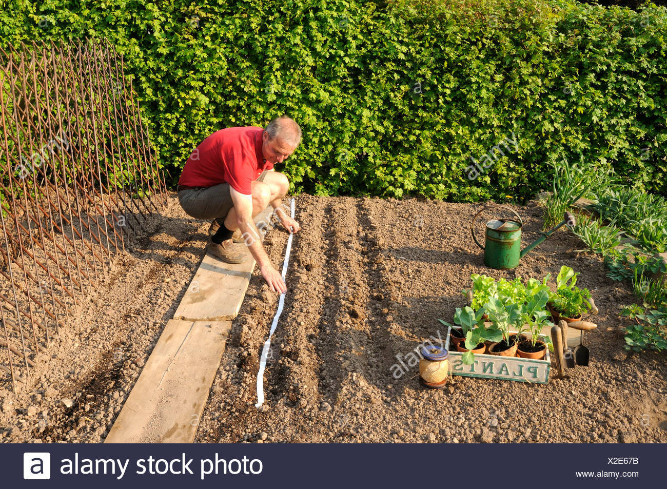 Man Preparing Vegetable Bed Seed Strip Stock Photo 276907439
