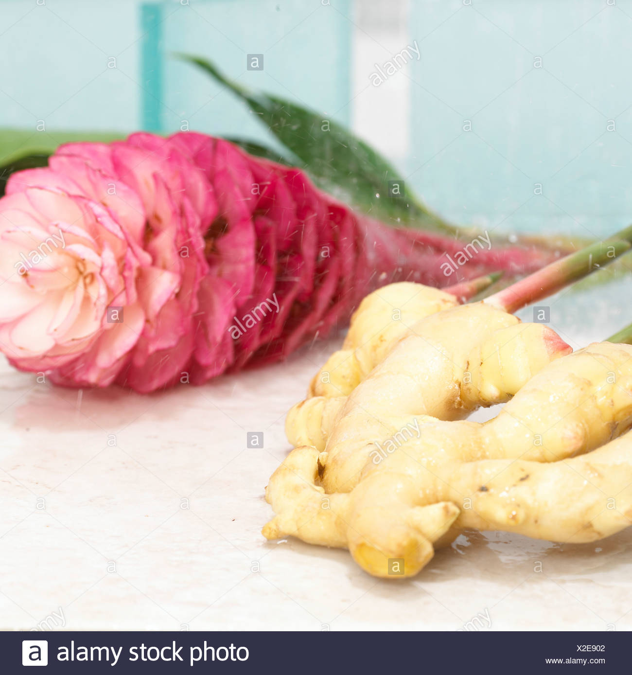 Ginger Root Flower Stock Photos & Ginger Root Flower Stock Images Alamy