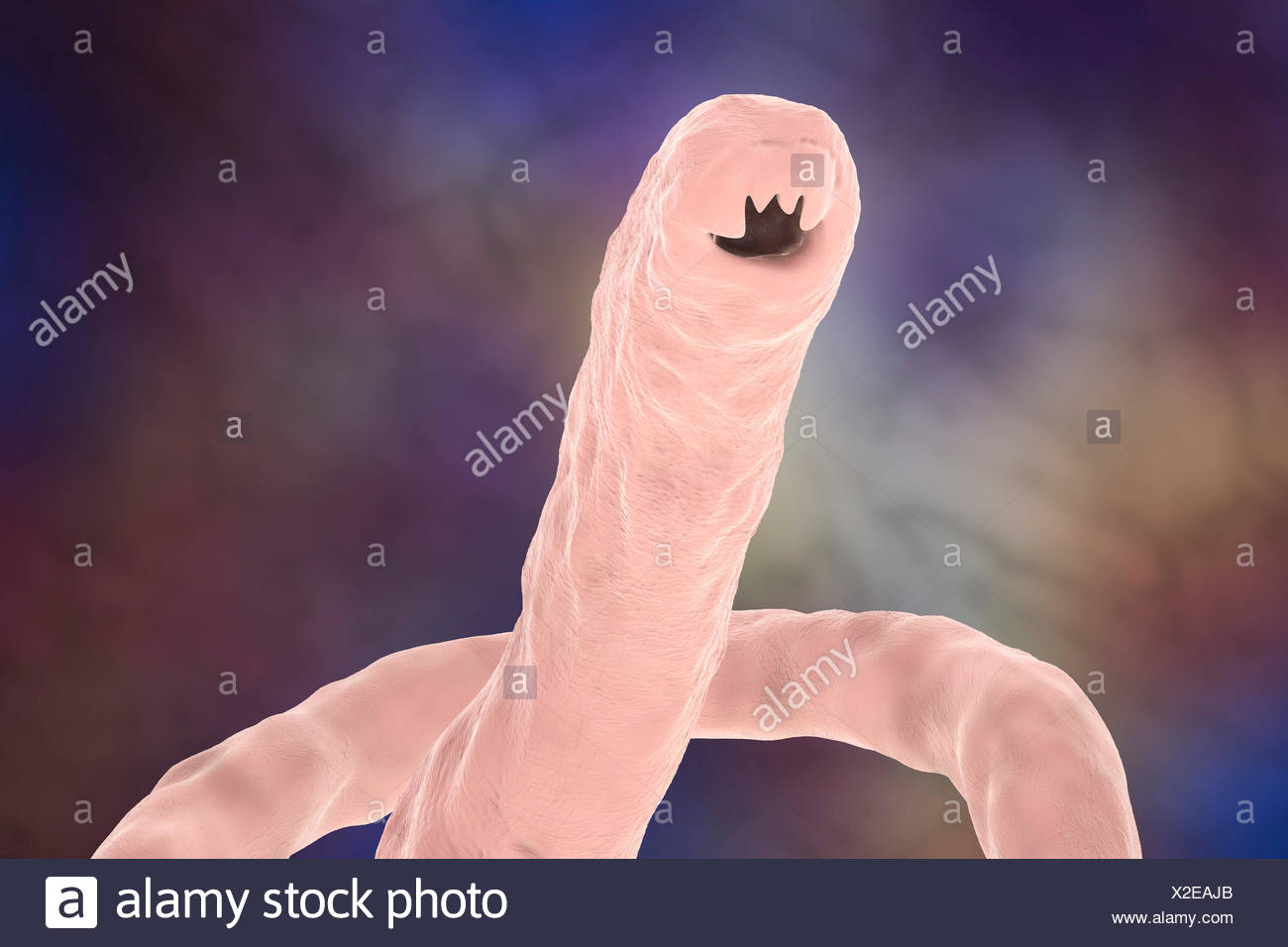 Human Hookworms High Resolution Stock Photography and Images Alamy