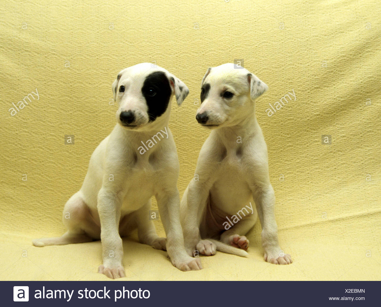 Two Greyhound Puppies Sitting On A Couch Stock Photo Alamy