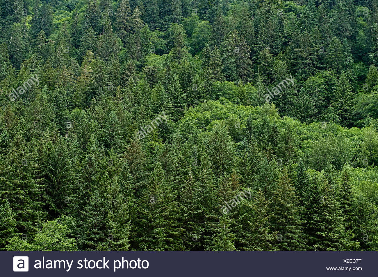 Pine Forest Aerial Stock Photos & Pine Forest Aerial Stock Images Alamy