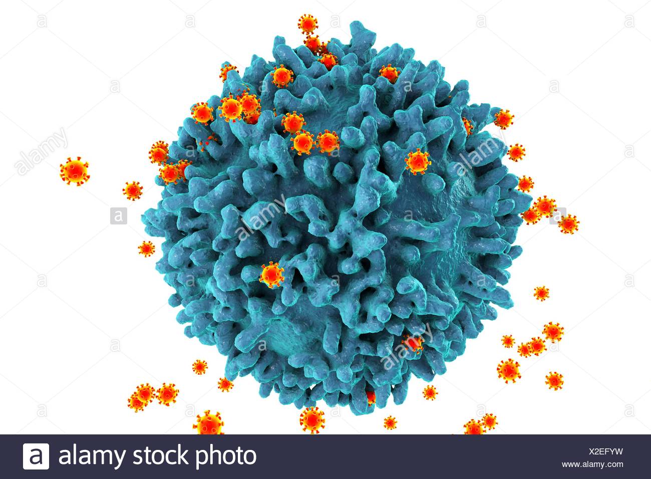 Cd4 T Cell High Resolution Stock Photography and Images - Alamy