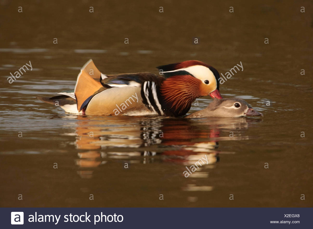 Breeding Pair Of Mandarin Ducks High Resolution Stock Photography and