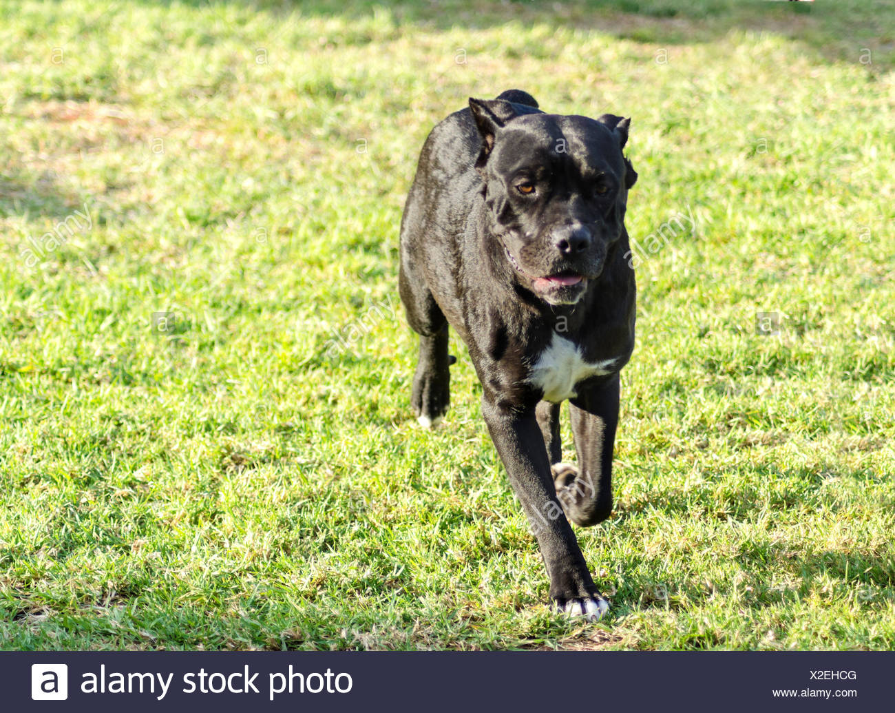 A Young Beautiful Black And White Medium Sized Cane Corso