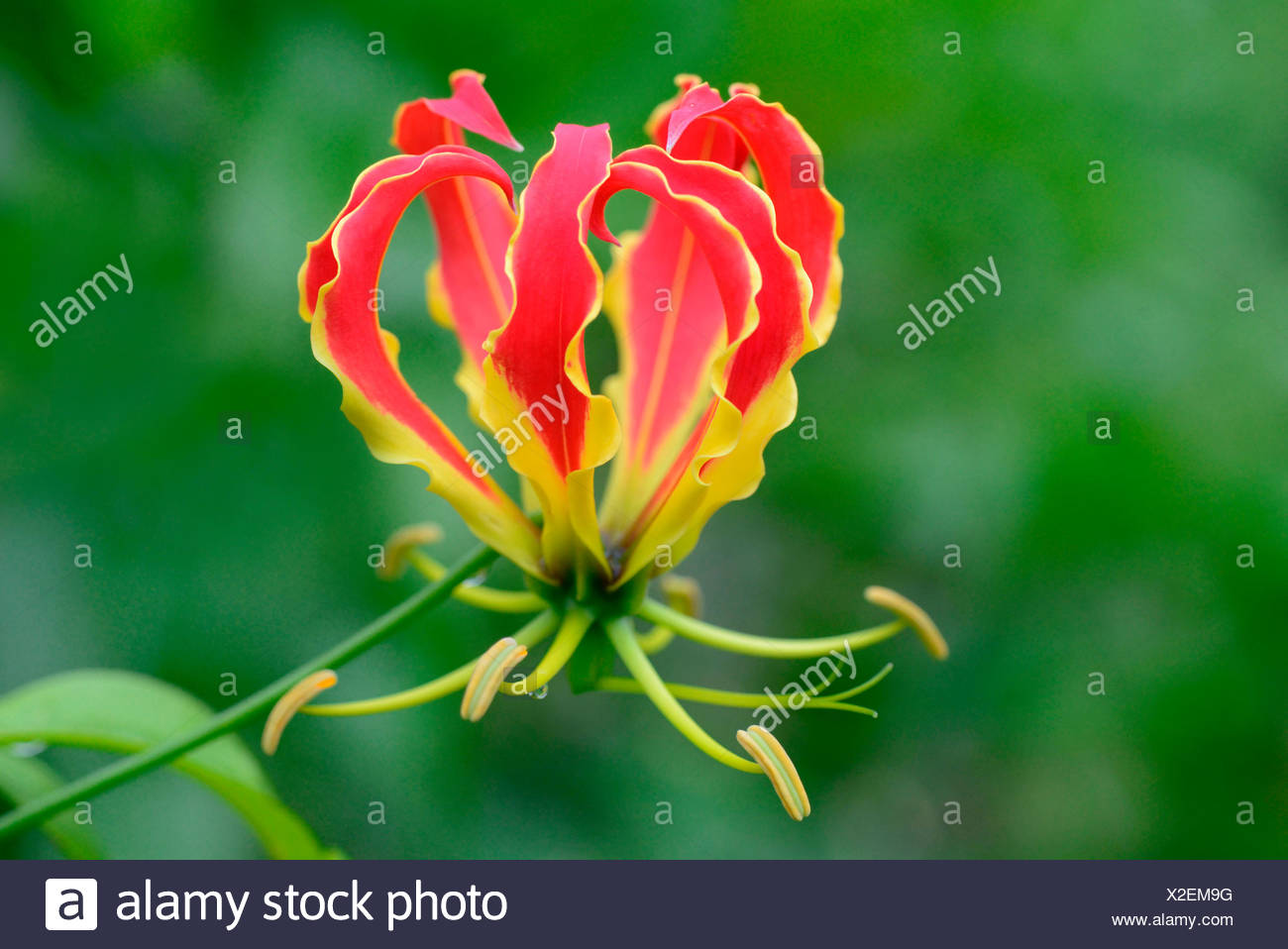 Malabar Glory Lily Stock Photos & Malabar Glory Lily Stock Images Alamy