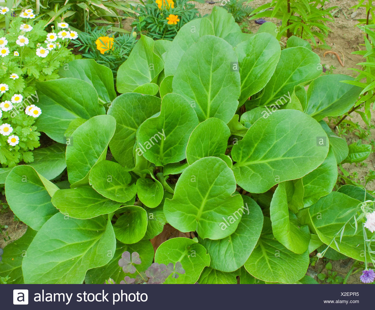 Bergenia Crassifolia Stock Photo Alamy