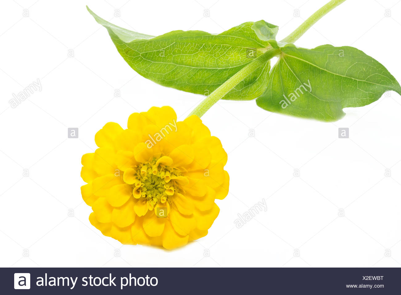 Yellow Zinie Zinnia Violacea Exempted Stock Photo Alamy