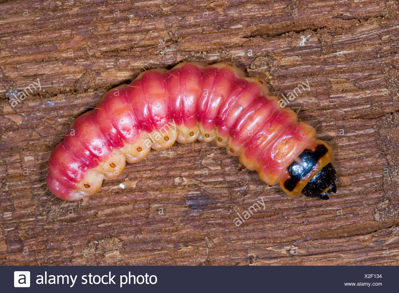 Goat Moth Caterpillar Cossus Cossus High Resolution Stock Photography ...
