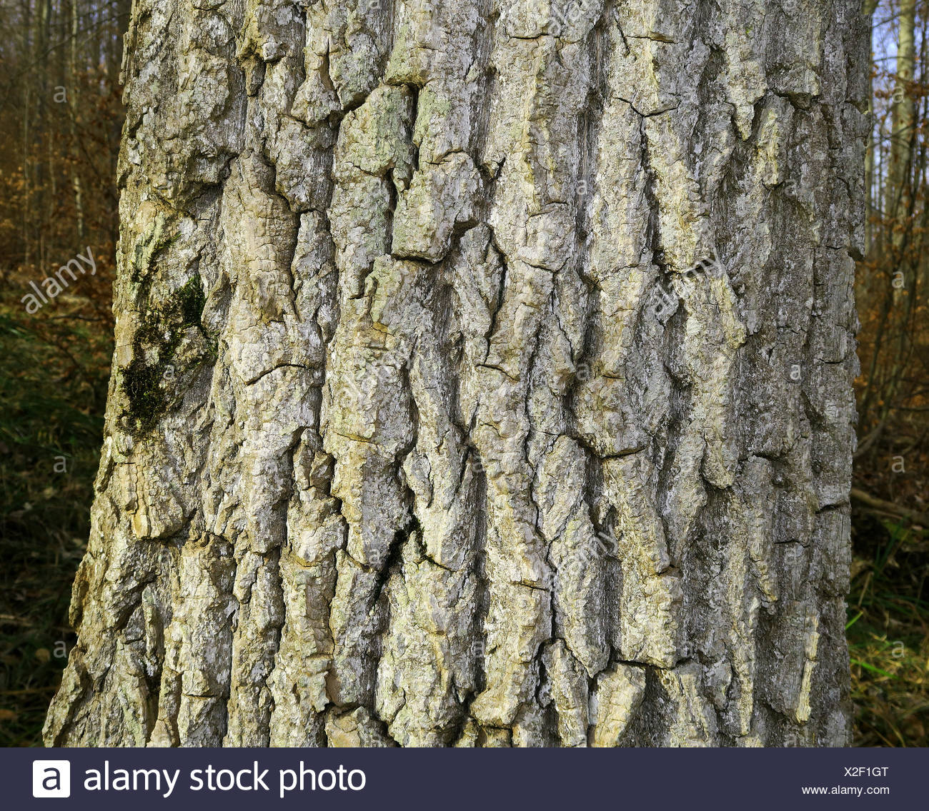Black Cottonwood Tree Stock Photos & Black Cottonwood Tree Stock Images