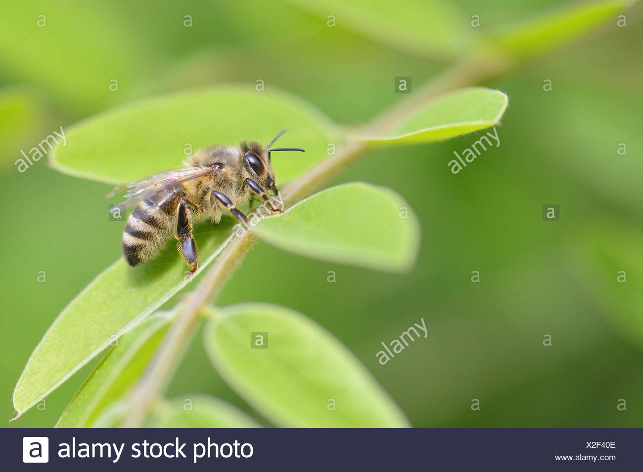 Leaf Mining Insects High Resolution Stock Photography and Images - Alamy