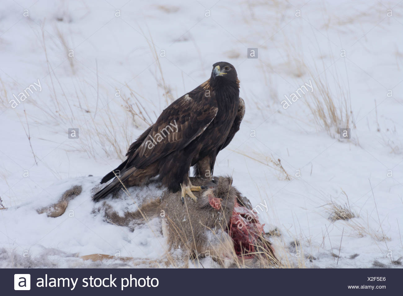 This Powerful Golden Eagle Aquila Chrysaetos Guarding A