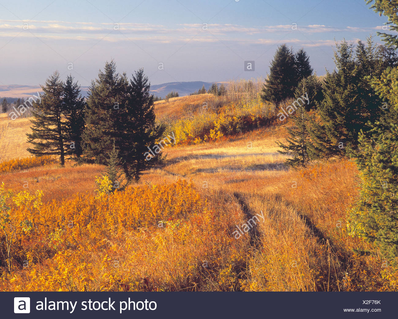 Fall colours and rangeland, Porcupine Hills, Alberta, Canada. Stock Photo