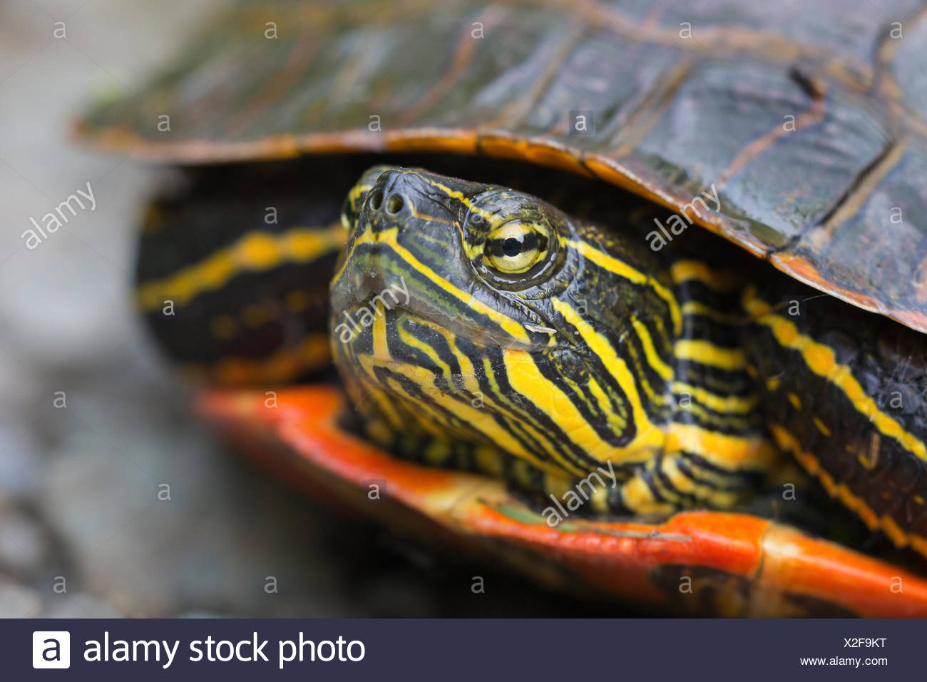 Painted Turtle Image High Resolution Stock Photography and Images Alamy