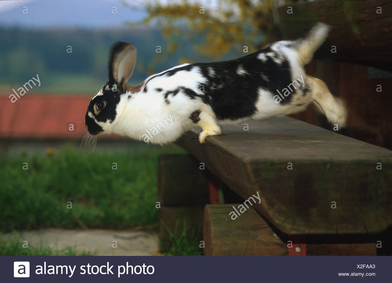 Leaping Bunny Stock Photos & Leaping Bunny Stock Images Alamy