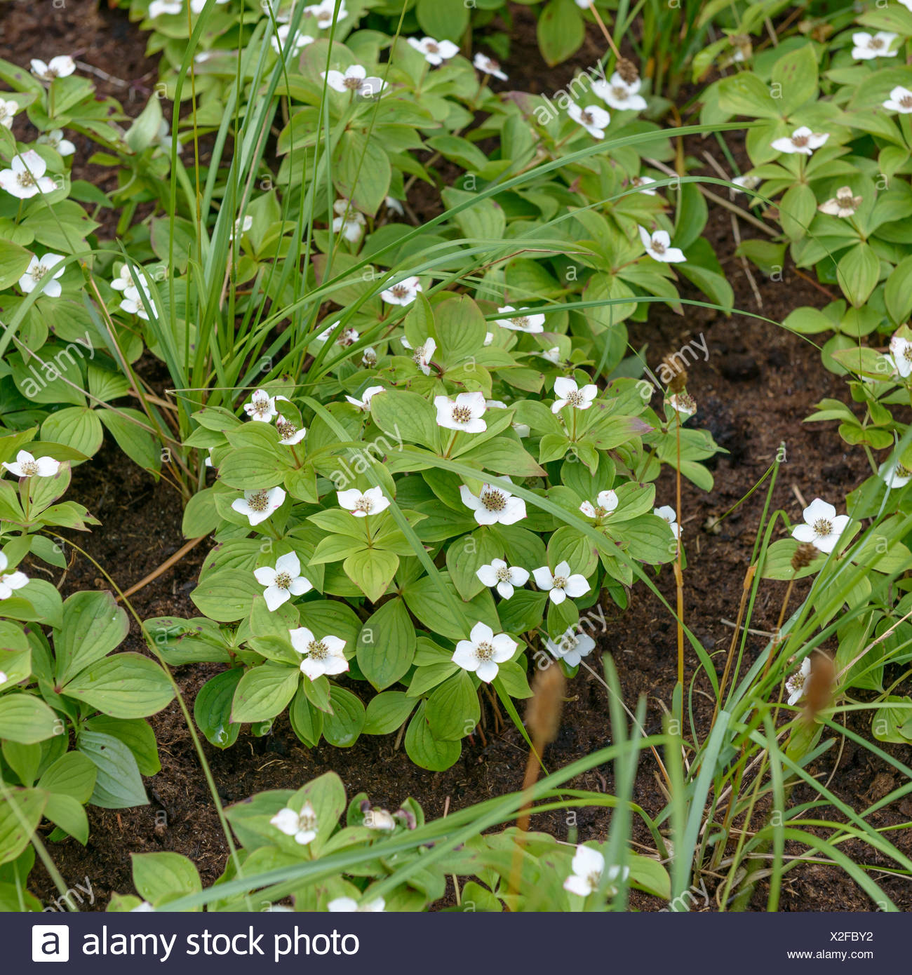 Bunchberry Dwarf Cornel Cornus Canadensis Blooming Stock Photo