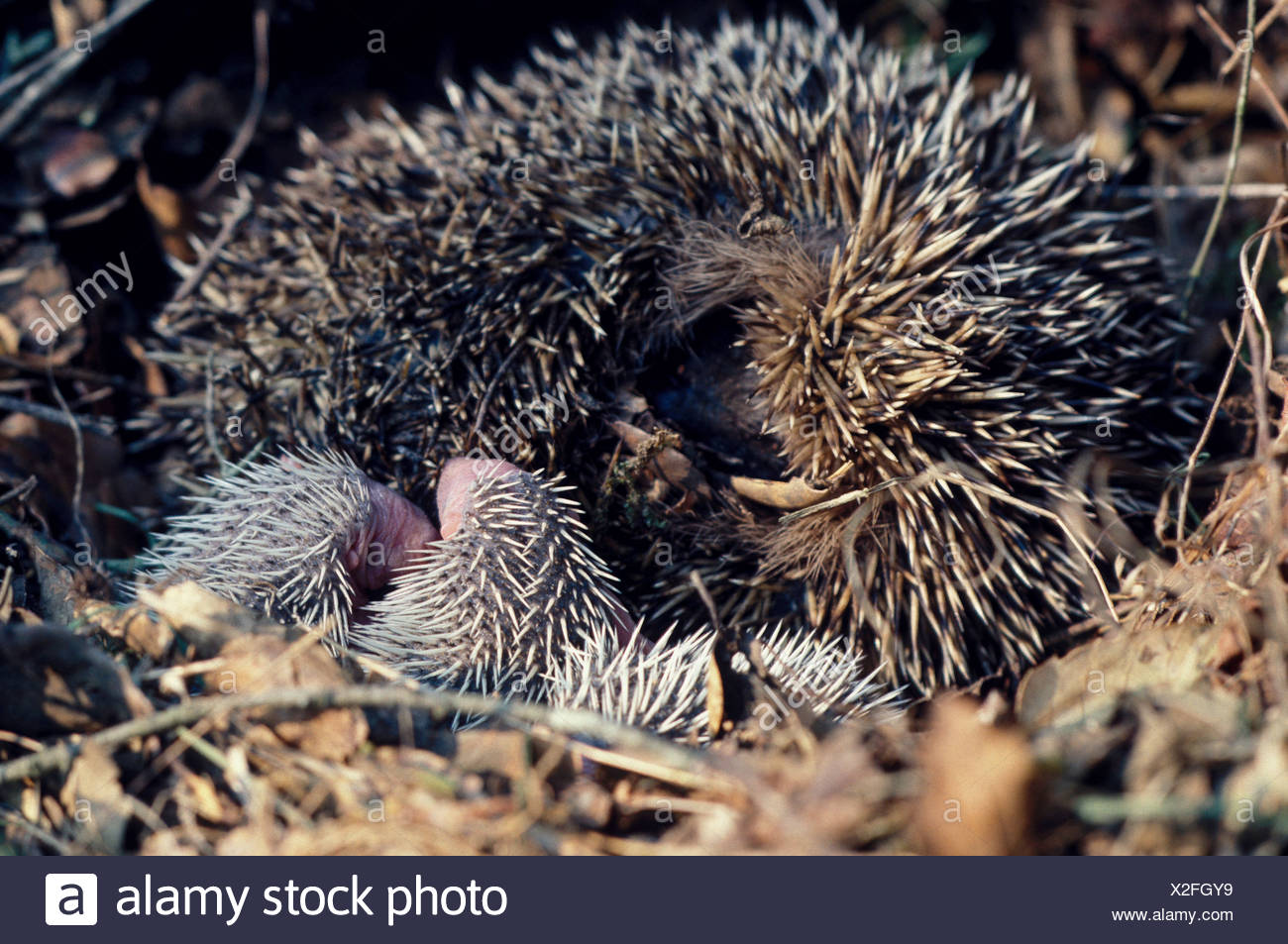 Hedgehog Nest Stock Photos & Hedgehog Nest Stock Images Alamy