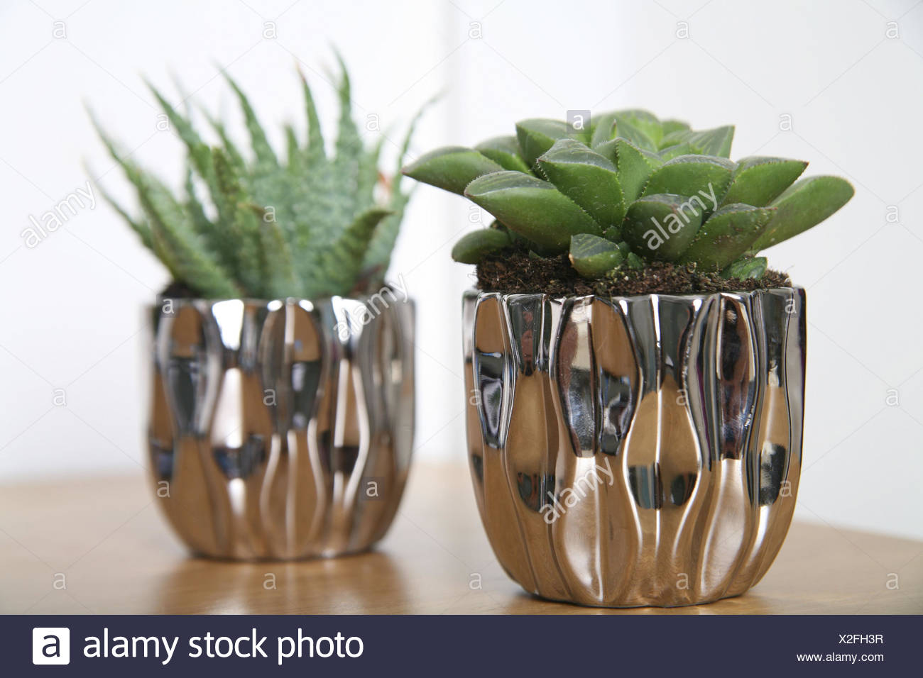 Flowerpot Succulents Indoor Plant Green Pot Holder