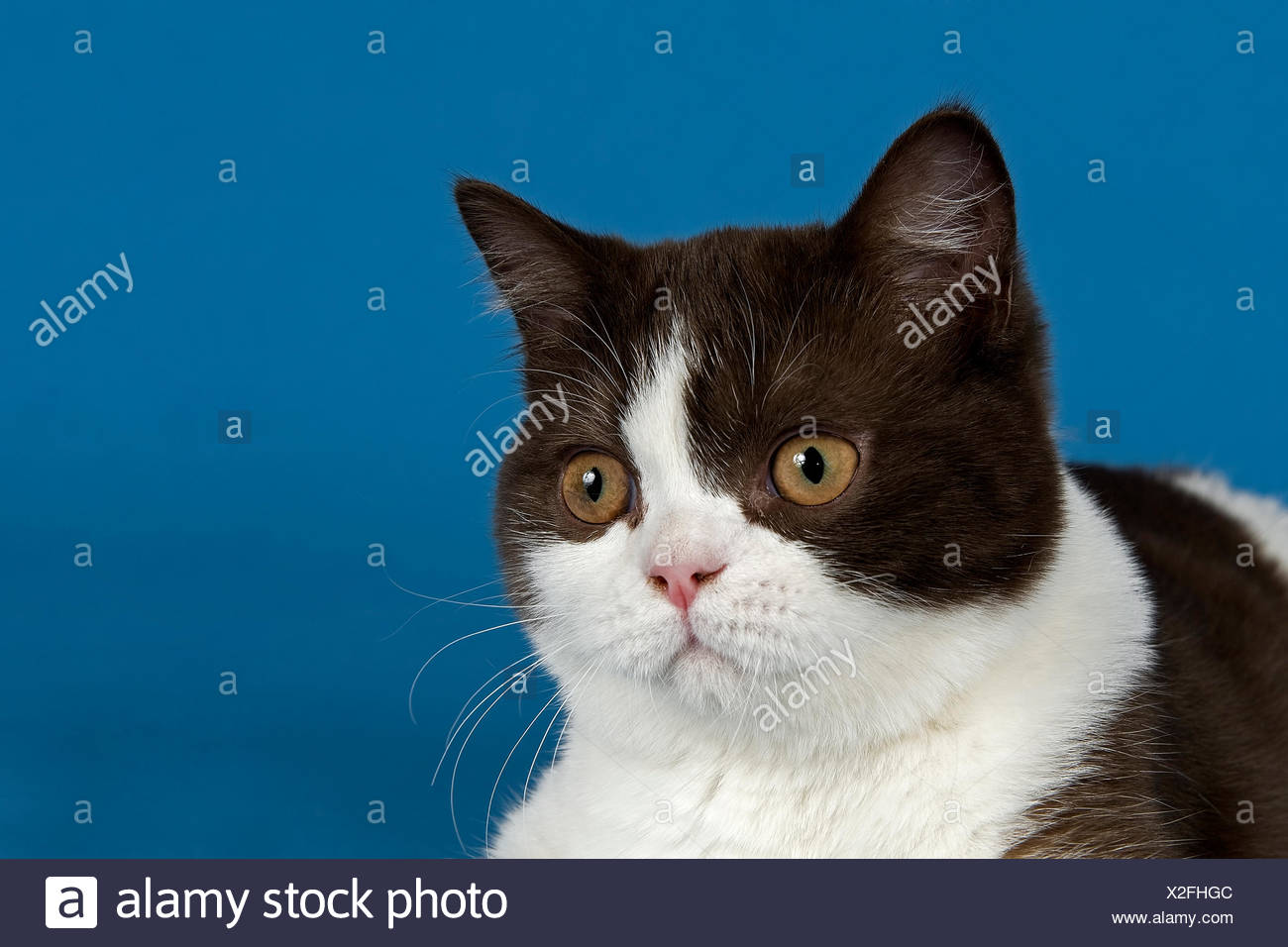 British Shorthair Cat 5 Months Chocolate White Bicolor Stock