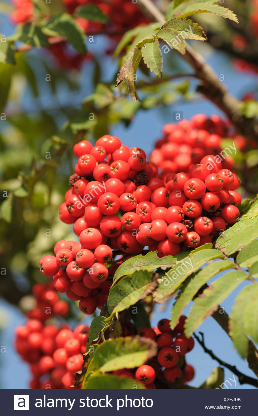 What are the useful properties of mountain ash used for medicinal purposes What are the useful properties of mountain ash used for medicinal purposes