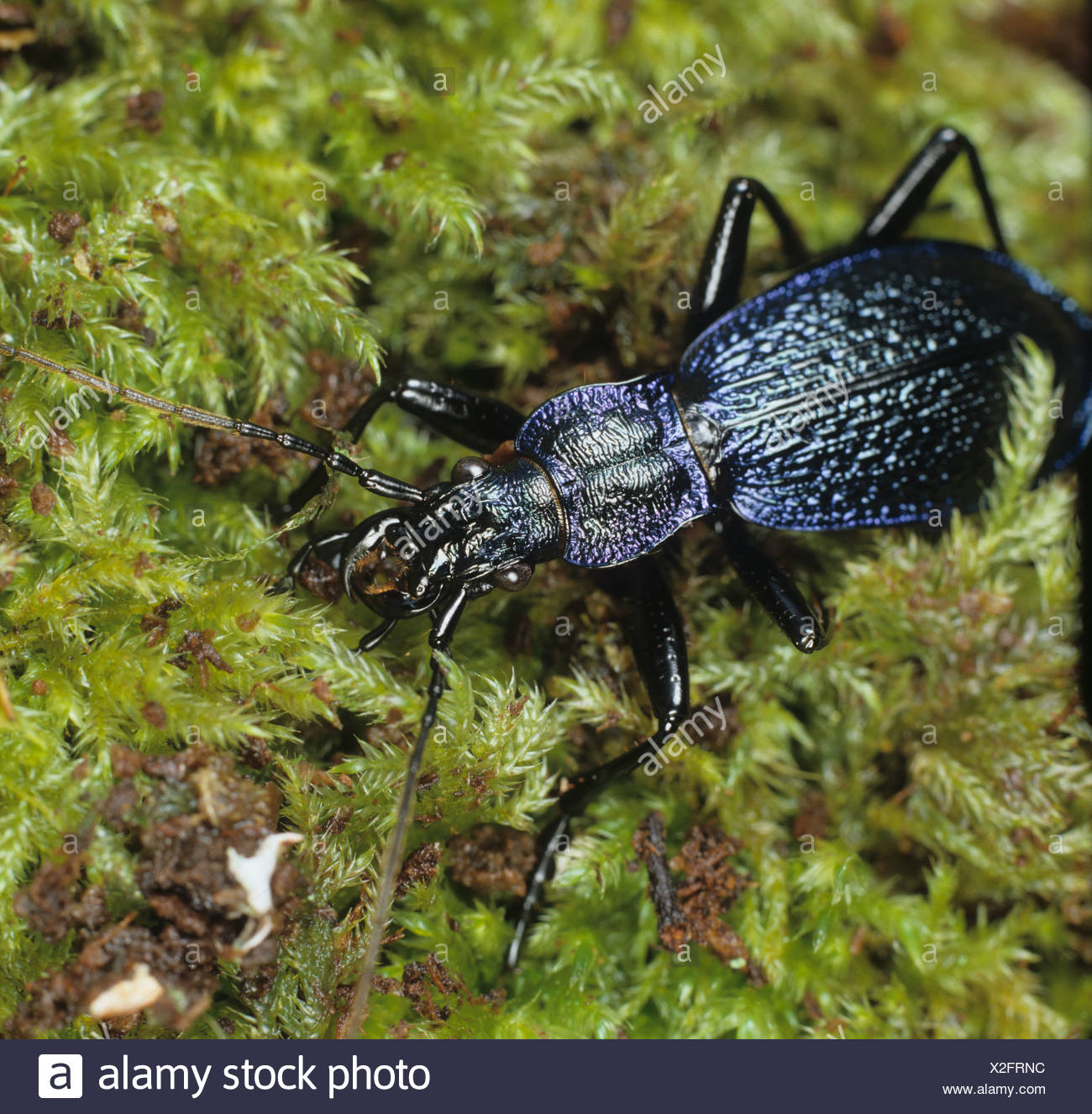 Blue Beetle England High Resolution Stock Photography and Images - Alamy