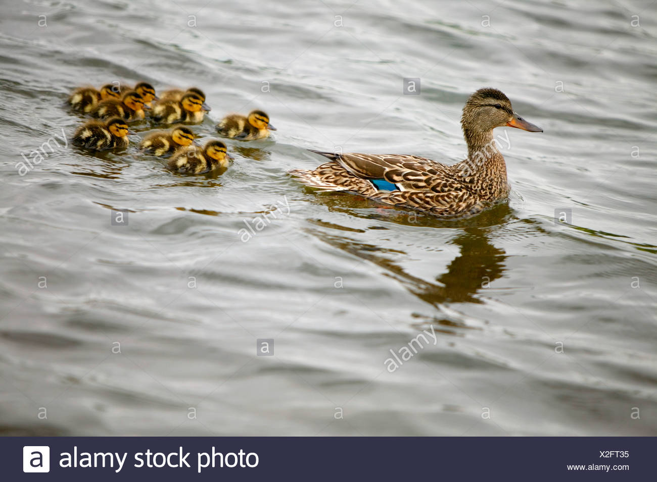 Page 2 Ducklings Following Mother High Resolution Stock Photography And Images Alamy Page 2 Ducklings Following Mother High Resolution Stock Photography And Images Alamy