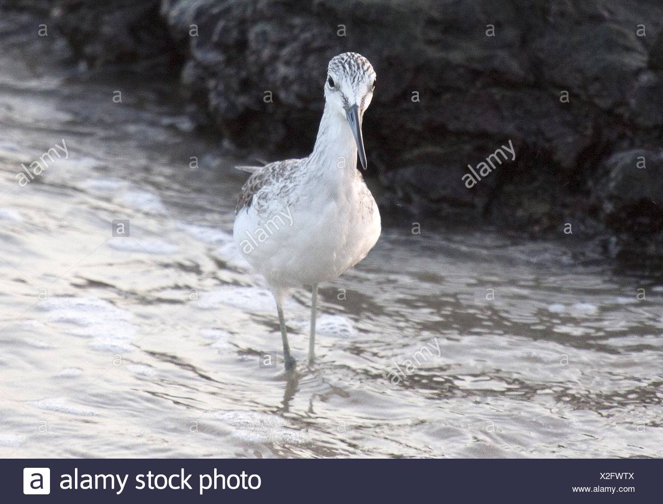 Common greenshank Stock Photo