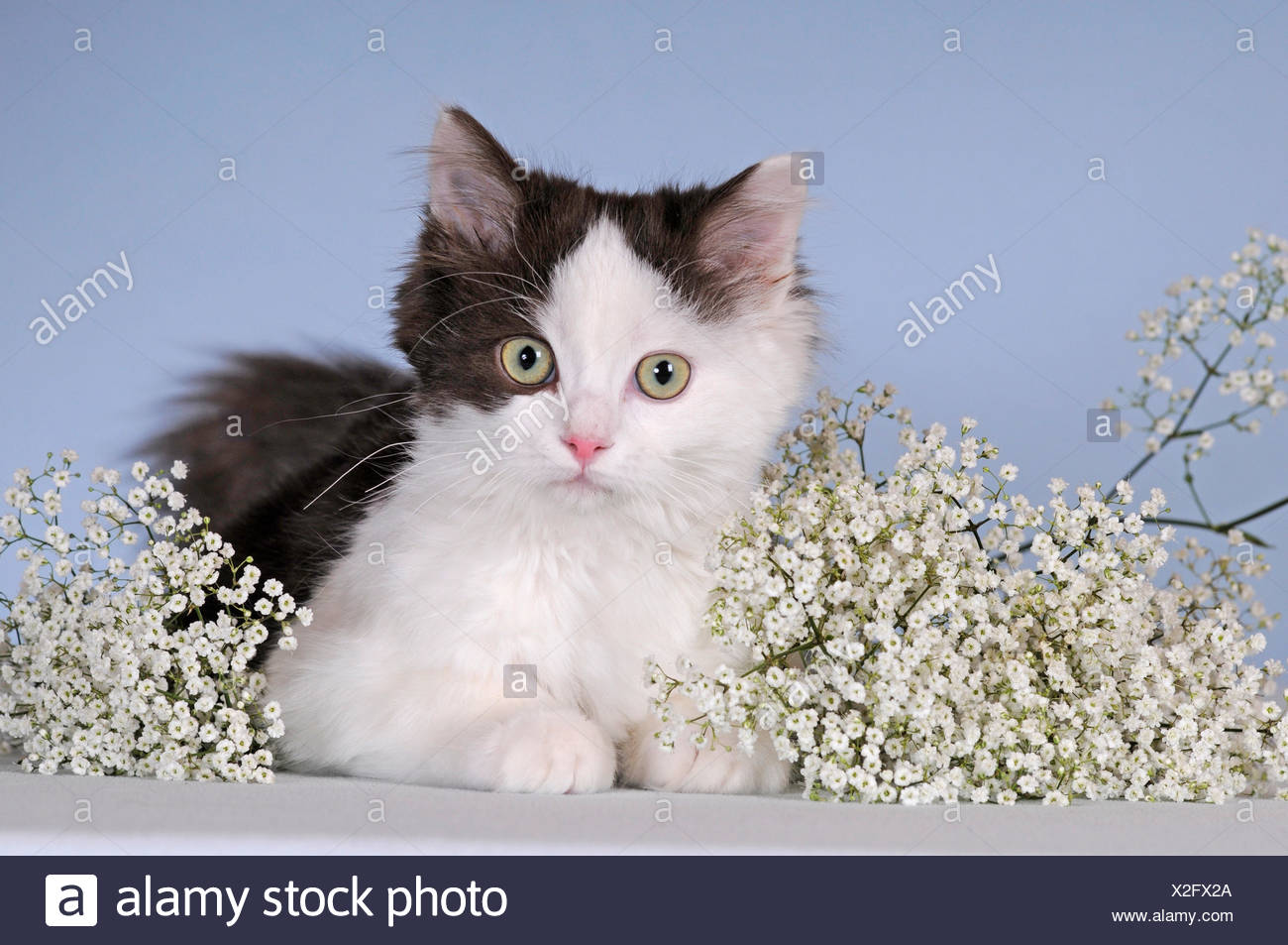 Ragdoll Brown White Young Cat Lying Stock Photo 276944930 Alamy