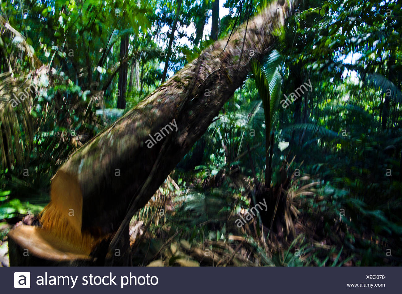 Tree Cut Down Rainforest High Resolution Stock Photography and Images