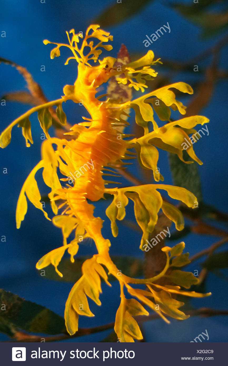 Glauerts Seadragon Stock Photos Glauerts Seadragon Stock Images