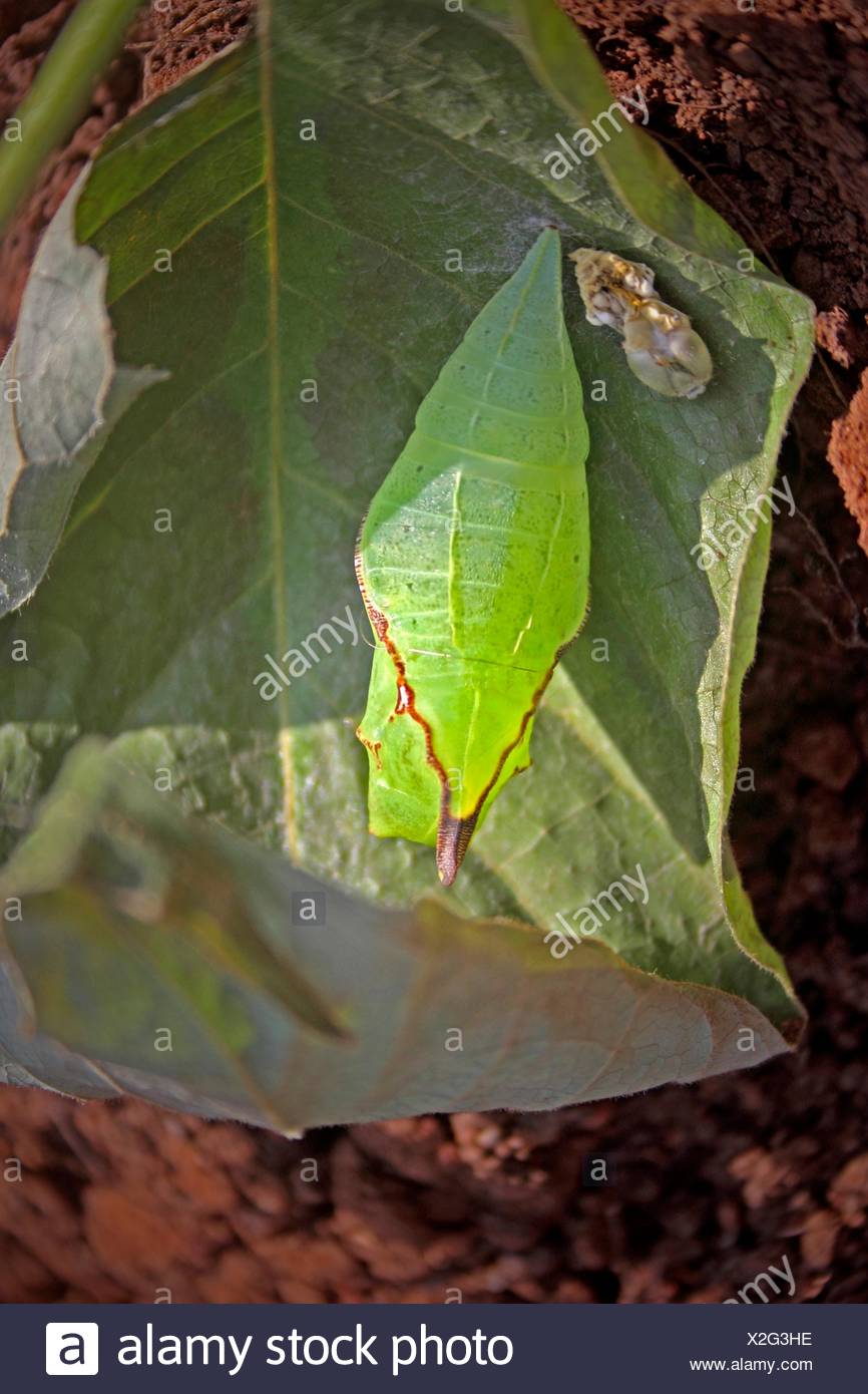 White Cabbage Butterfly Pupa High Resolution Stock Photography and