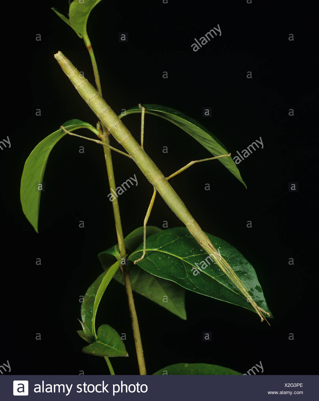 Laboratory Stick Insect High Resolution Stock Photography and Images