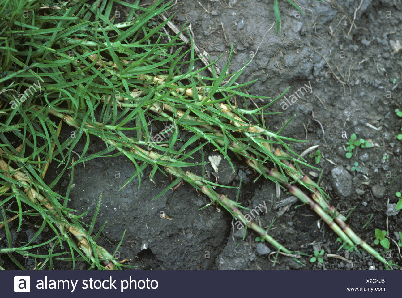Kikuyu Grass High Resolution Stock Photography and Images Alamy
