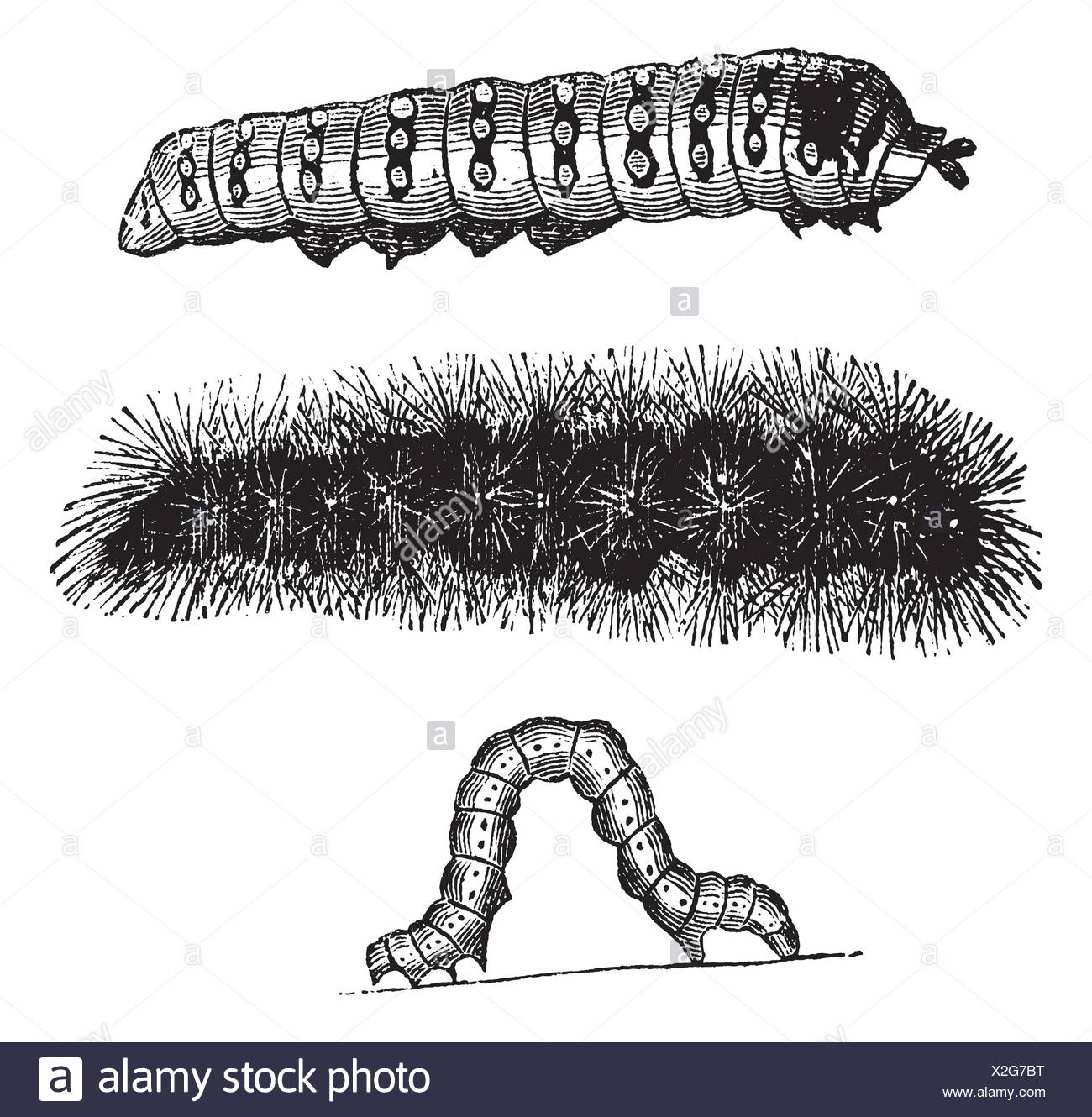 Indian Larva Caterpillar High Resolution Stock Photography and Images ...