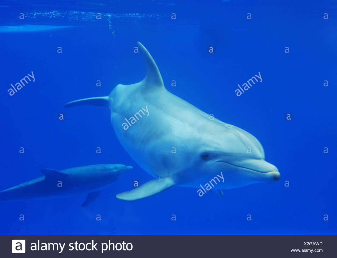 dolphin Stock Photo