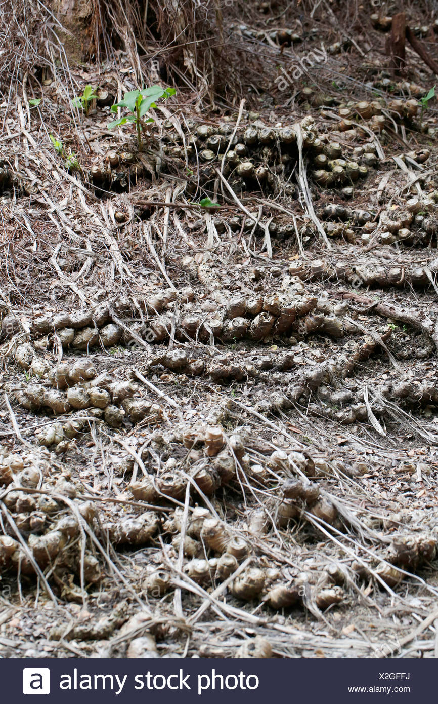 Root Fragments Left Over After The Invasive Kahili Ginger Ginger Lily Hedychium Gardnerianum Was Combated Invasive Plant Stock Photo Alamy Root Fragments Left Over After The Invasive Kahili Ginger Ginger Lily Hedychium Gardnerianum Was Combated Invasive Plant Stock Photo Alamy