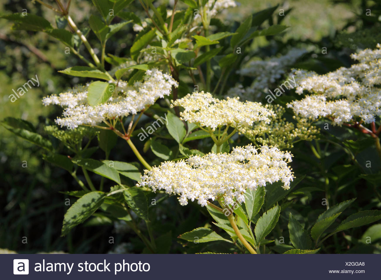 Elder Tree High Resolution Stock Photography and Images - Alamy