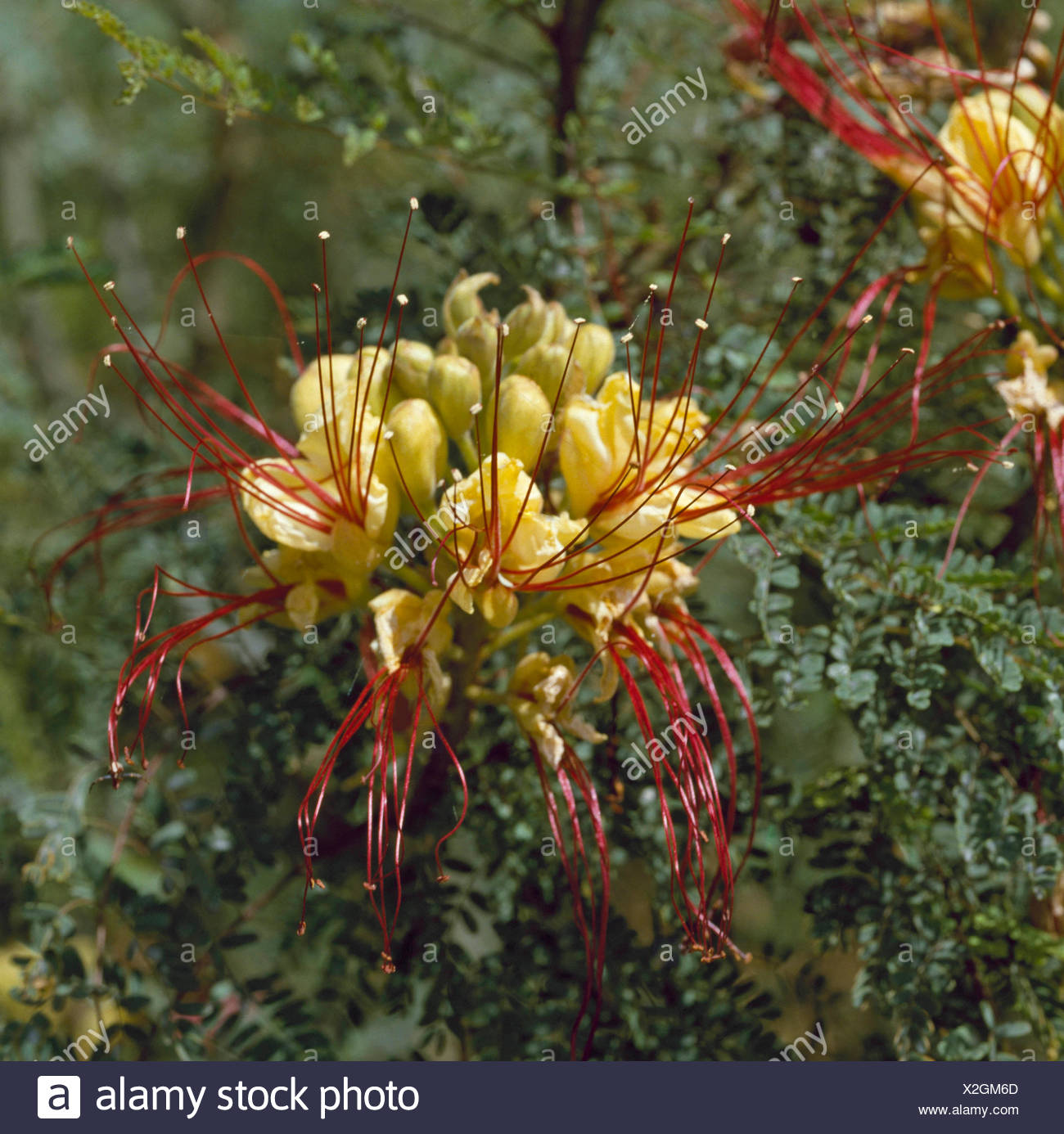 Caesalpinia Gilliesii Stock Photos Caesalpinia Gilliesii